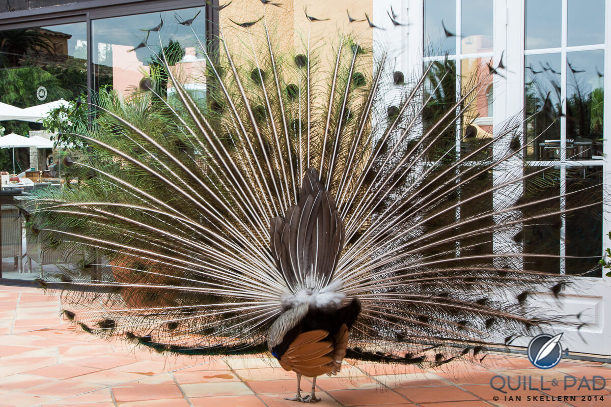 The back view of a peacock is already more impressive than the front of most birds