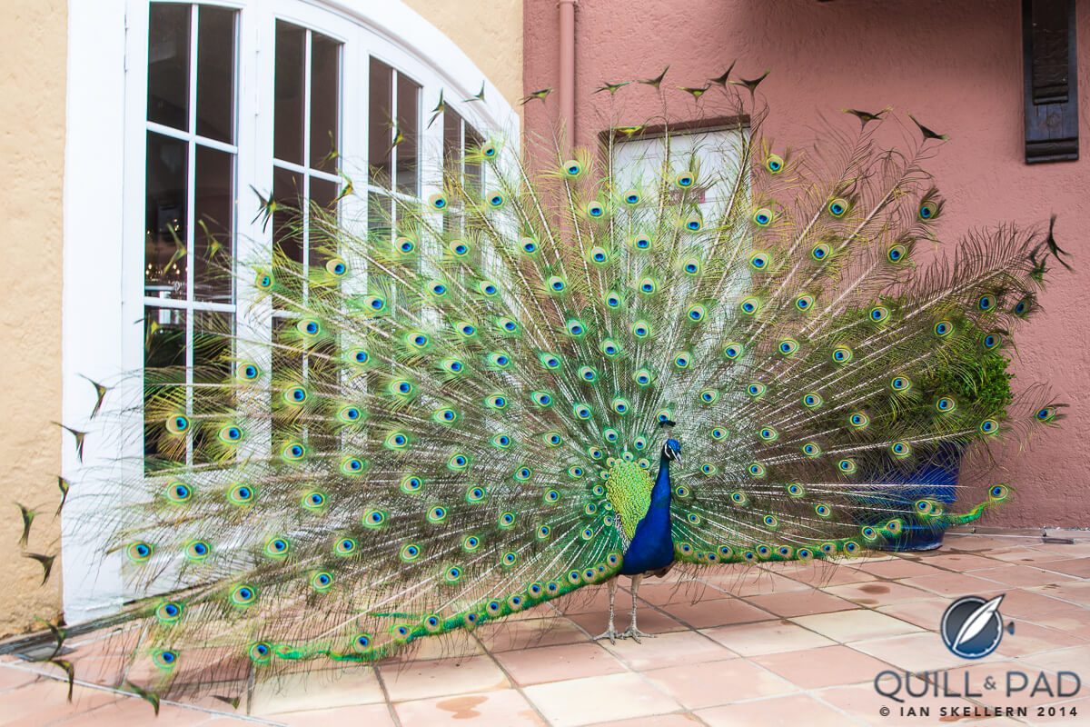 Peacock at the Hotel Byblos in Saint Tropez