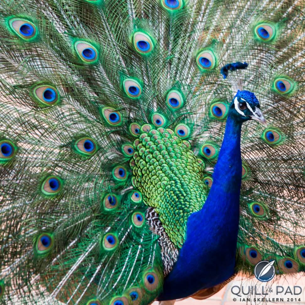Peacock at the Hotel Byblos in Saint Tropez