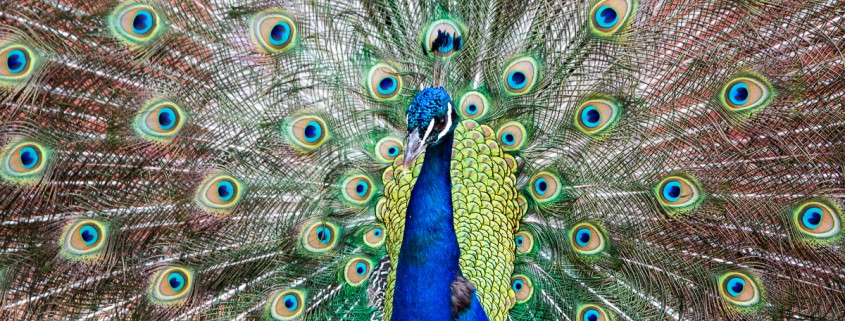 Peacock at the Hotel Byblos in Saint Tropez