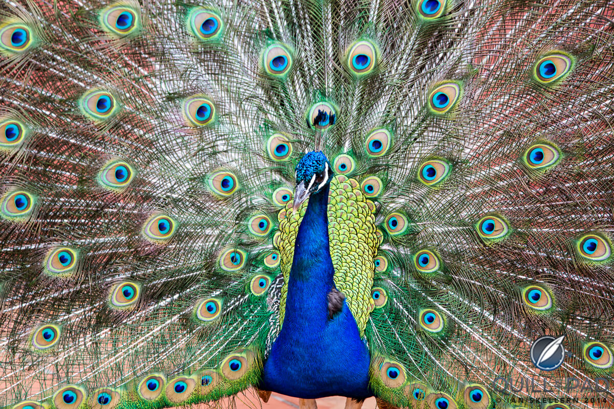 Peacock at the Hotel Byblos in Saint Tropez