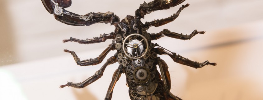 Pandinus imperator MeCre scorpion by Gaby Wormann
