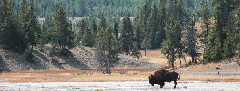 Lone bison in Yellowstone National Park