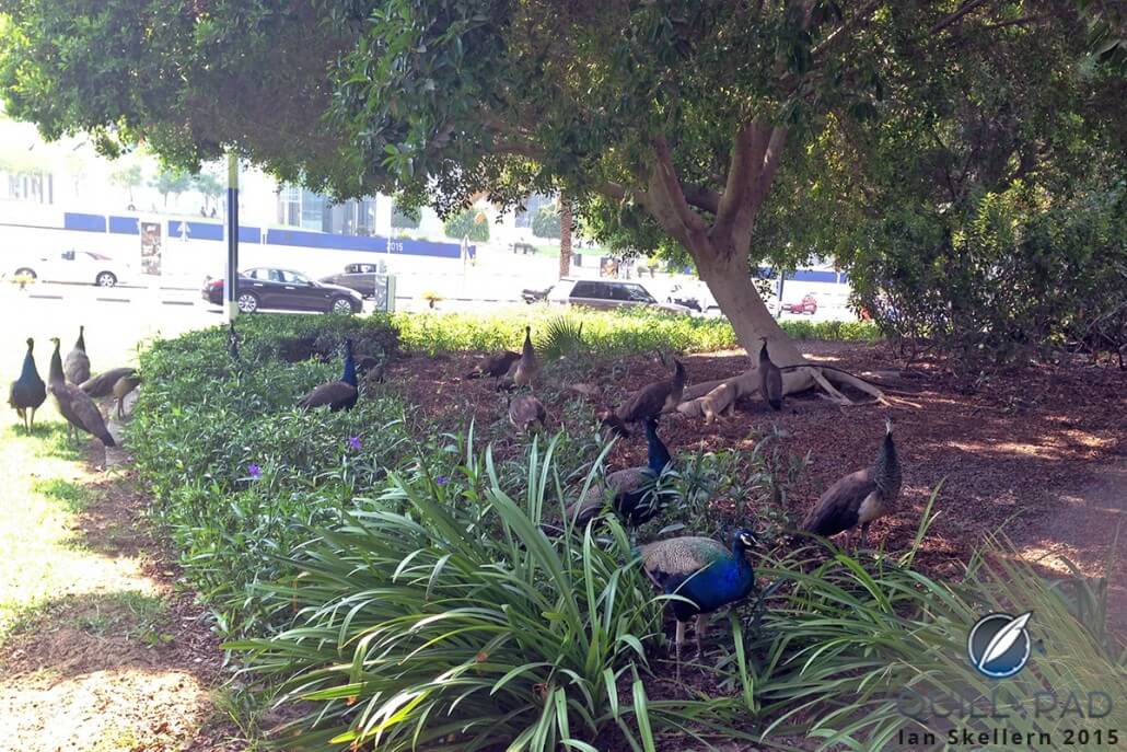 Even the peacocks in Dubai were looking for shade once the sun cleared the horizon
