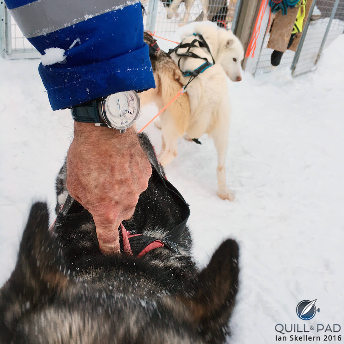 This smart watch comes with chip for making your pet smart. Just push down and let your pet do the talking