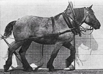 Horse walking with only one foot in the air at a time
