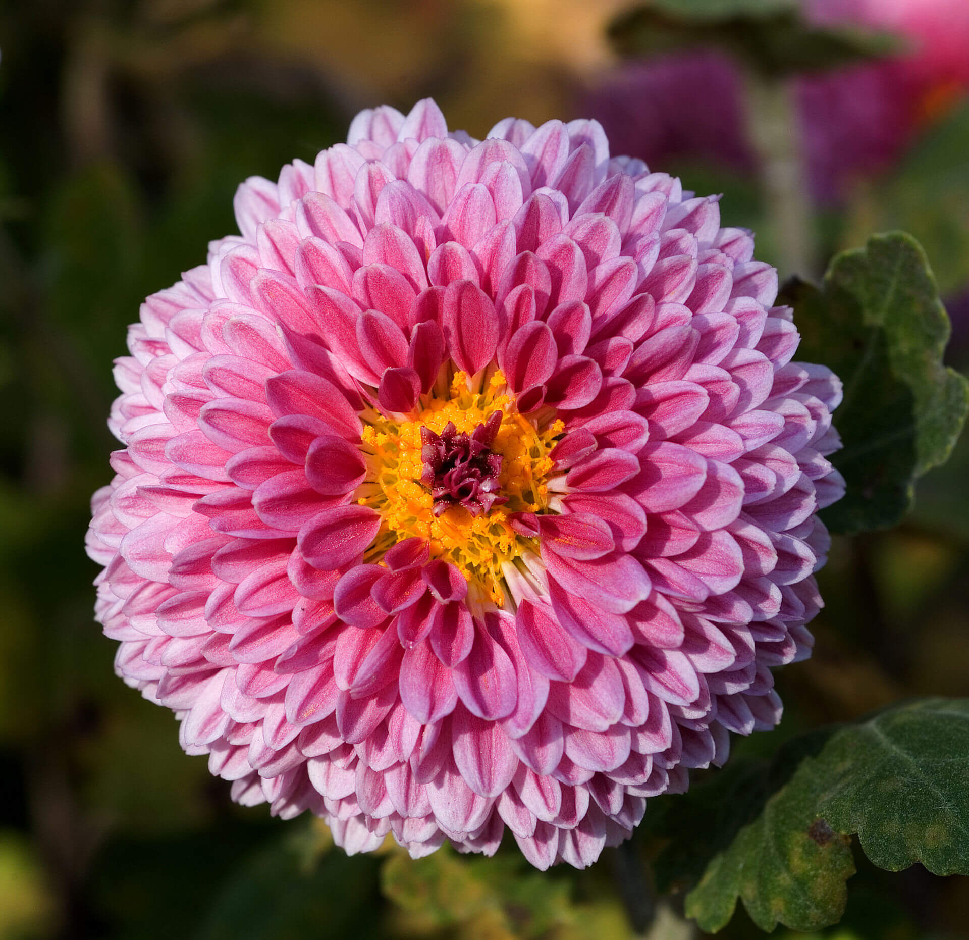 Chrysanthemum morifolium (photo courtesy Masaki Ikeda/Wikipedia)
