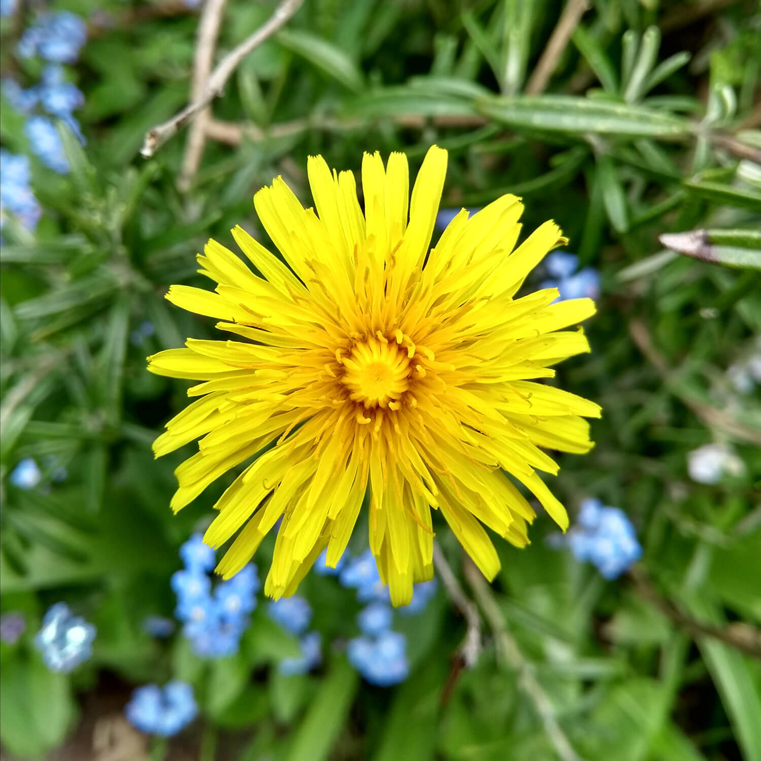 Dandelion (photo courtesy Cesdeva/Wikipedia)
