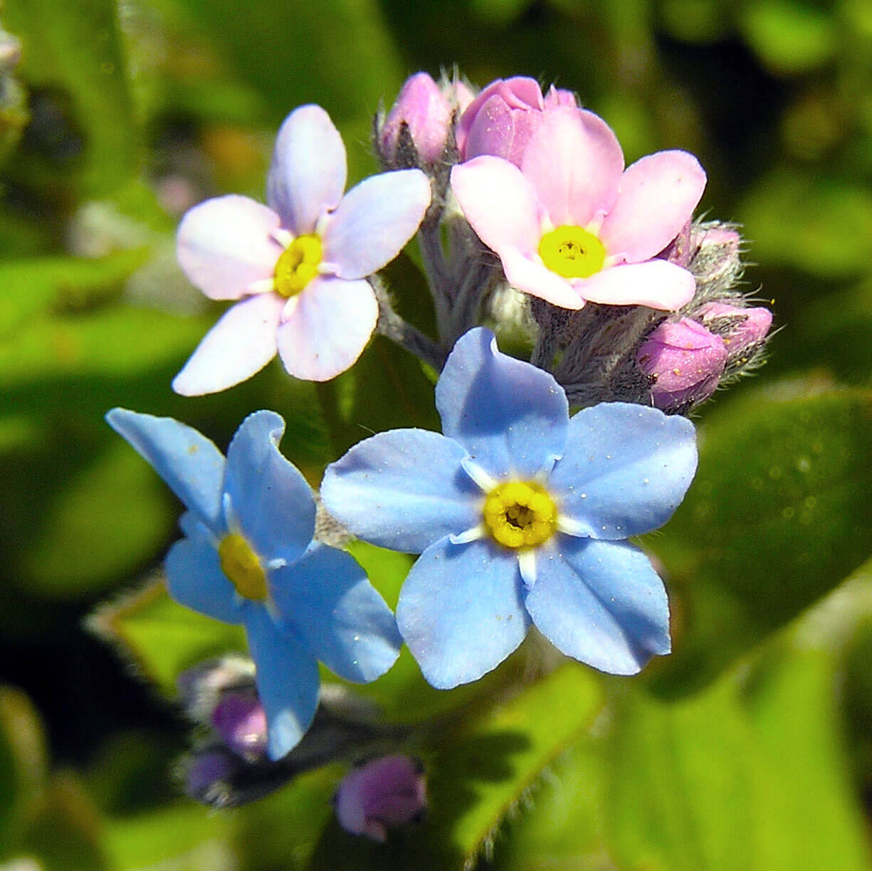 Myosotis arvensis (photo courtesy Tauno Erik/Wikipedia)