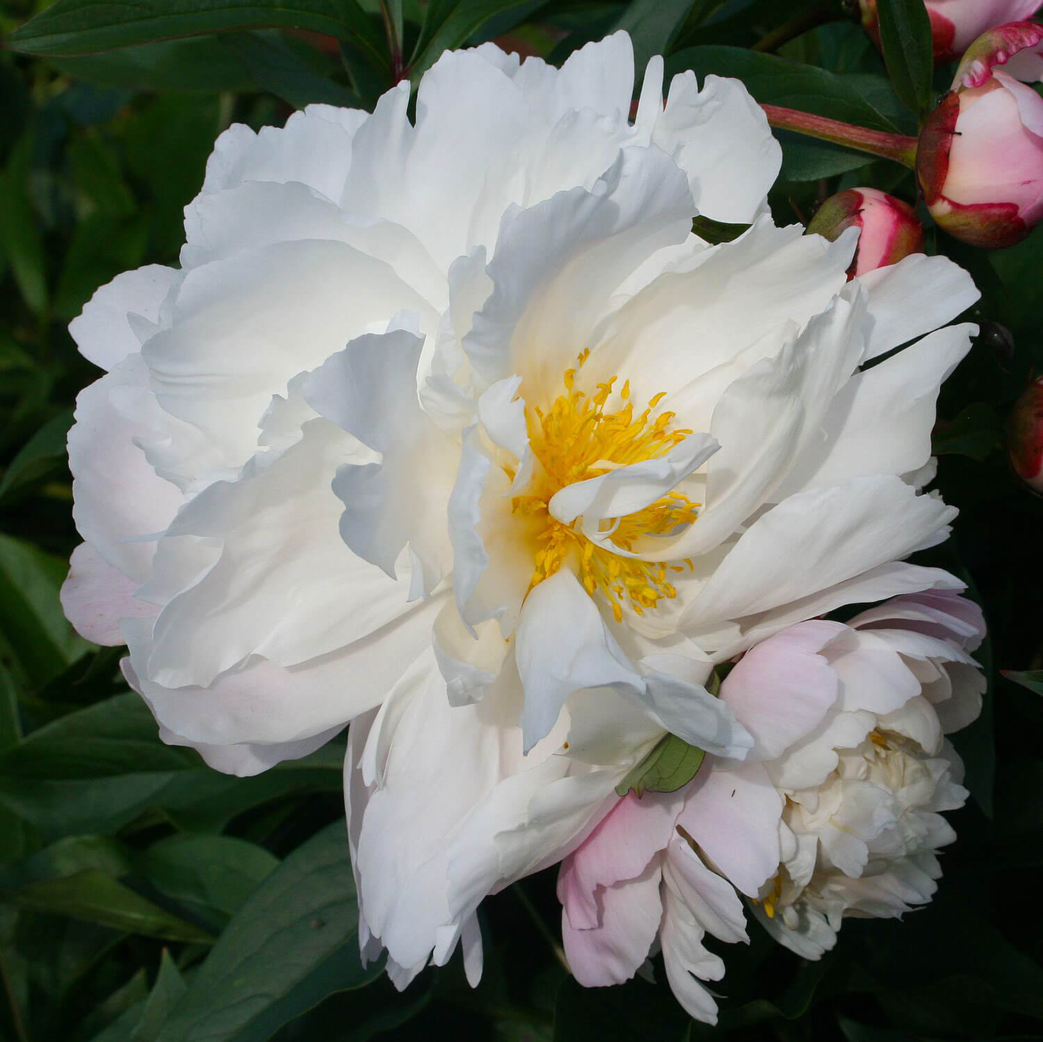 Paeonia lactiflora James Kelway (photo courtesy Ulf Eliasson/Wikipedia)