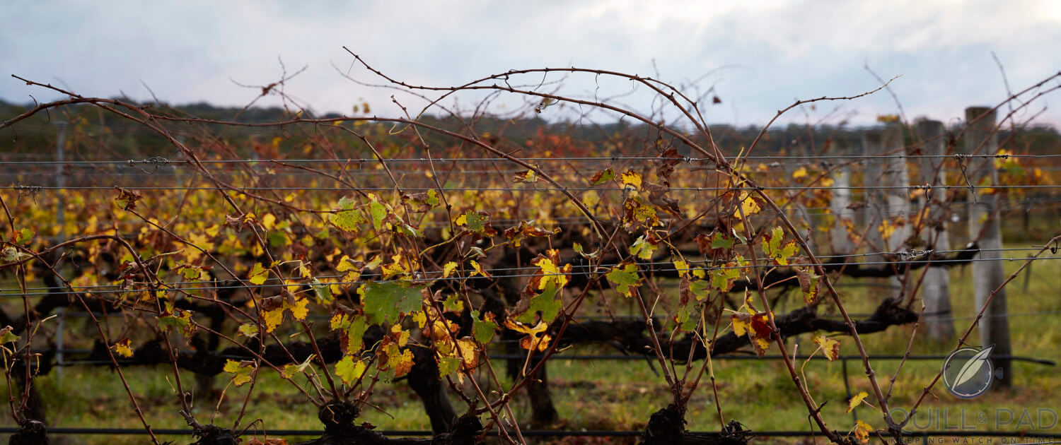 Ridgemill Estate vineyard