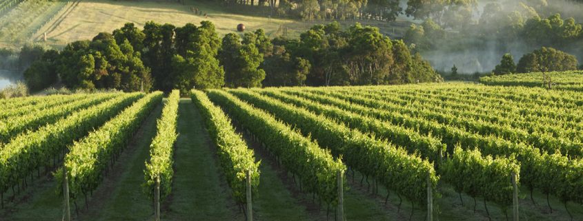 Mornington Peninsula vineyards