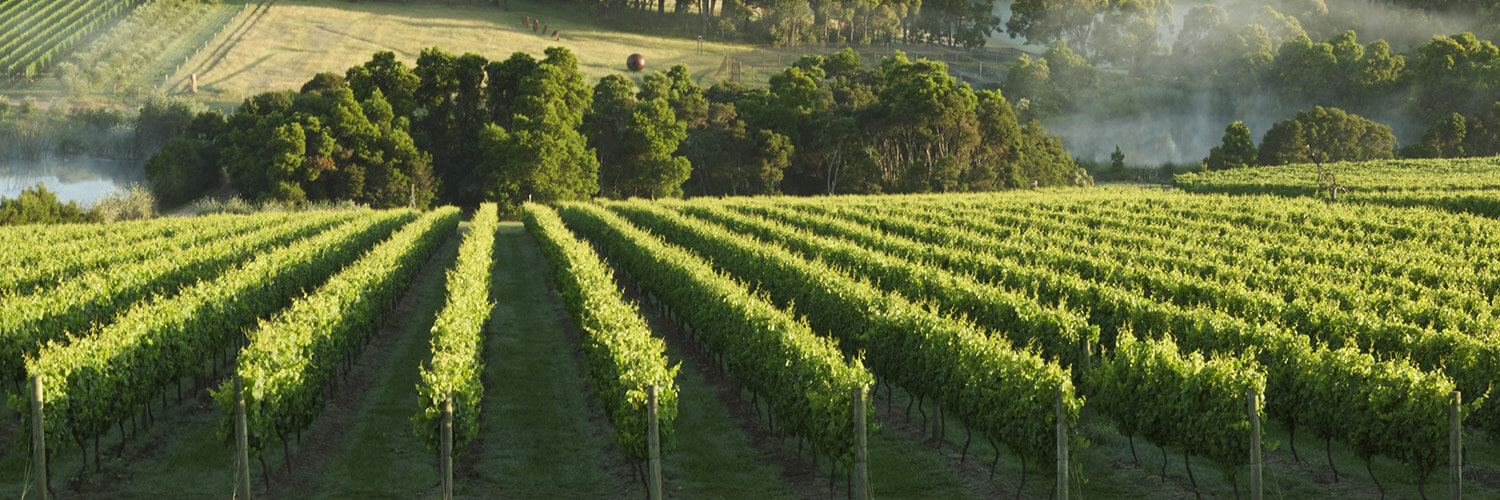 Mornington Peninsula vineyards