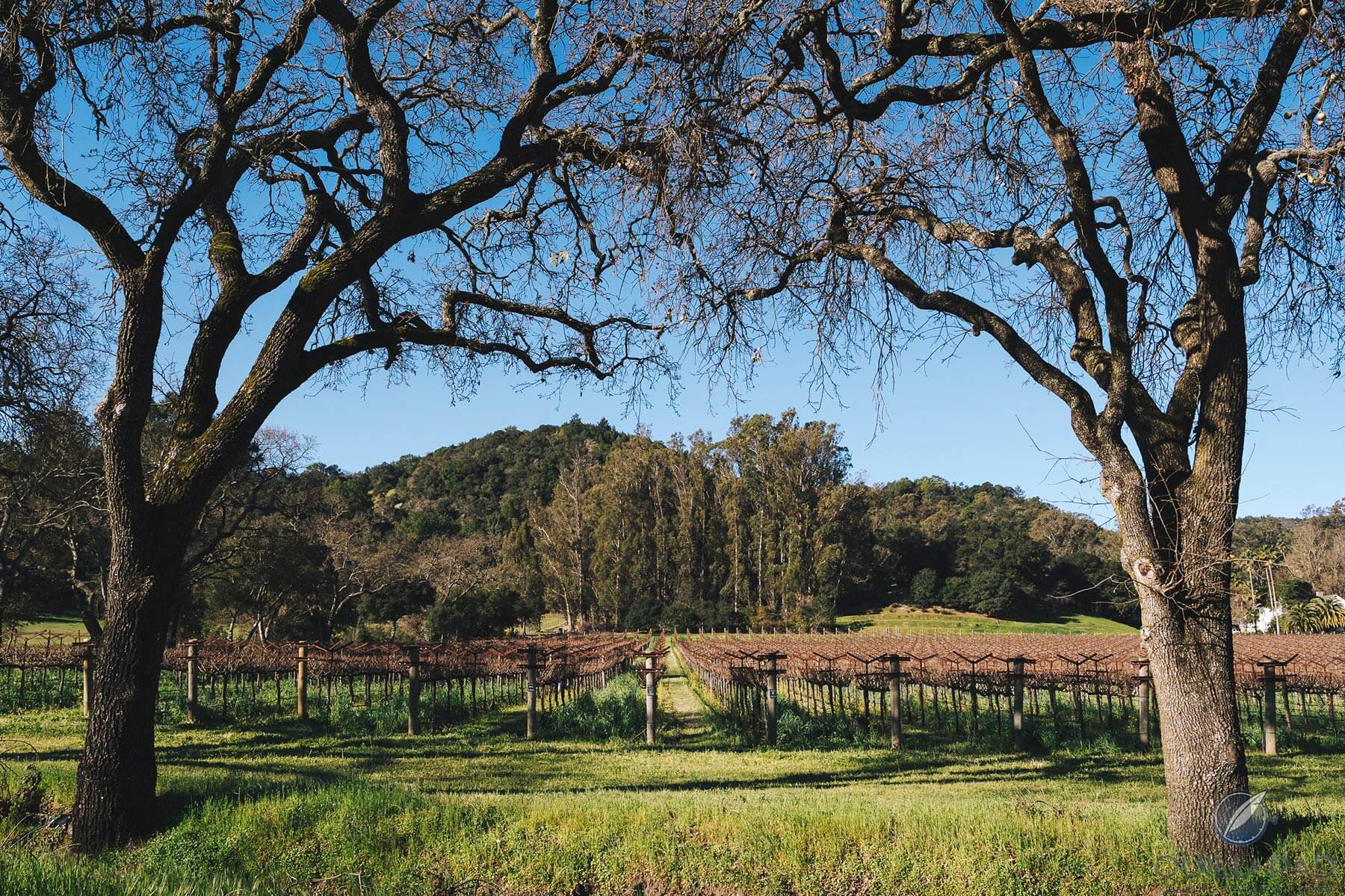 Roam Napa Sleeping Lady vineyard, Napa Valley