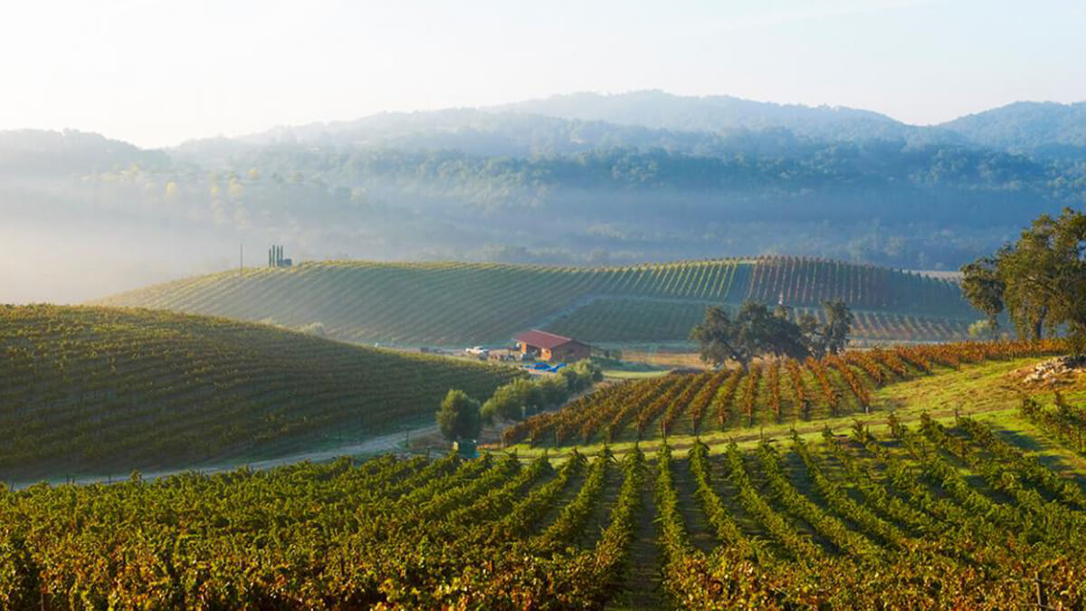 Domaine Dujac and vineyards in Burgundy (photo courtesy www.finewinesinternational.com)